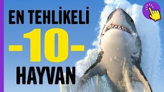 En tehlikeli 10 Hayvan  Hayvanlar Alemi  Aklında Olsun [upl. by Aldarcy15]