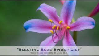 Electric Blue Spider Lilies [upl. by Novaj]