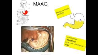 Spijsvertering [upl. by Esinned]