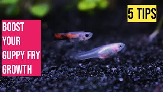 How to make a guppy Fry GROW FASTER GUPPY TIPS [upl. by Hailed]