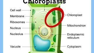 ChloroplastsDefinitionFunctionStructure [upl. by Ynnej145]