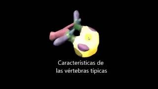 Anatomía de columna vertebral en 3D Características articulaciones y ligamentos [upl. by Bendicta720]