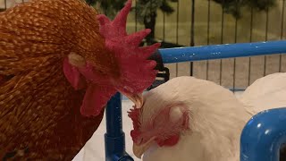 Rooster falls in love with disabled chick [upl. by Nacul]