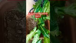 నీ తల్లినీ చెల్లినీ భార్యనీ కూతురినిSD vlogs and sd plantssubscribeyoutubeshortslikecomment [upl. by Nagram]