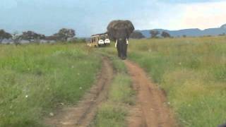 Close encounter with elephant in Serengeti [upl. by Alo398]