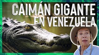 ¿El caimán más grande de Latinoamérica 😱 EL CAIMÁN del ORINOCO 🐊 Valen de Viaje [upl. by Riba]