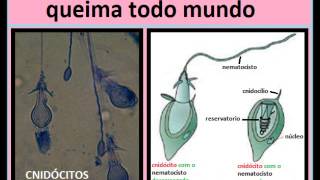 Música Cnidarios slides [upl. by Noryak]