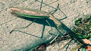 Majestic Giant Praying Mantis Spotted in Michigan  CloseUp of the Fascinating “Gottesanbeterin [upl. by Trinia]