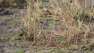 Western Yellow Wagtail 05 11 24 S K C P Kn Rd 2 [upl. by Sairu]