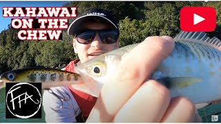 How to Catch Kahawai with Lures  EASY and EFFECTIVE [upl. by Jabe]