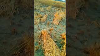 Haryanvi hood song farming youtubeshorts kheti [upl. by Ahsirt103]