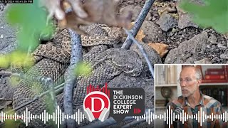 Expert Show The Behavior of Rattlesnakes [upl. by Ammeg85]