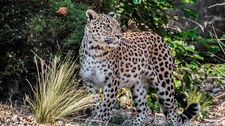 10 Wild Animals in Turkmenistan [upl. by Hairabez621]