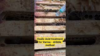 Oxalic acid treatment for Varroa  Dribble method [upl. by Namor]