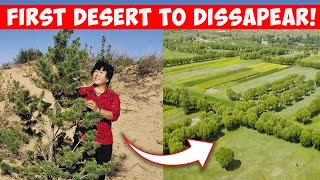 How This Woman Totally Reversed Chinas Desert  From Sand Dunes To Green Forests [upl. by Naillik]