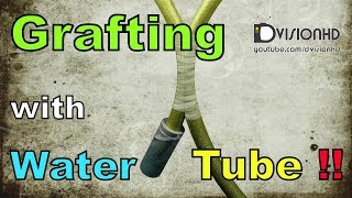 GraftingApproach grafting with water tube animation [upl. by Verla]