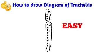 how to draw diagram of tracheids step by step for beginners [upl. by Eirrod288]