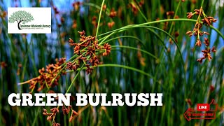 Bulrush Plants  TN Nursery [upl. by Euqram]