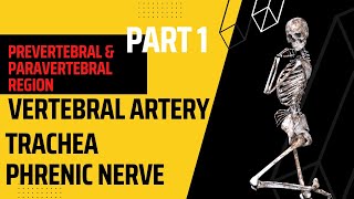 Prevertebral amp Paravertebral region Part 1  Phrenic nerve  vertebral anatomy mbbs lecture [upl. by Orville]