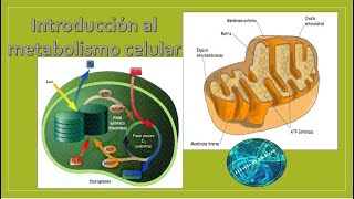 Metabolismo Celular [upl. by Averir666]