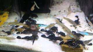 Ancistrus sp L181 eggs and fry [upl. by Koral230]