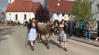 Viehscheid in Oberschönegg 2024 mit der Alpe Gunzesried [upl. by Ocirne]