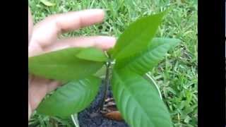 Matts fruit review does the Black Sapote taste like chocolate pudding [upl. by Tamis16]