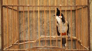 Redwhiskered Bulbul Bird Singing in the First Year [upl. by Ayhtin]