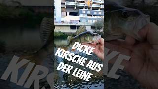 angelngehen angeln angelninhannover fischen fishing fish barsch bassfishing barschangeln [upl. by Leaffar]