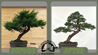 Chinese Juniper ReStyle  Greenwood Bonsai [upl. by Nennahs]