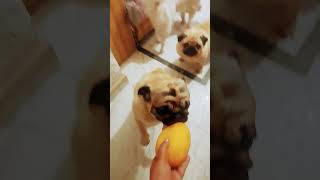 youtube pugg song pets puggles youtubeshorts labrador pug cute [upl. by Odlanyar]