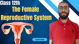 The Female Reproductive System  Human Reproduction NEET Biology [upl. by Fagin]