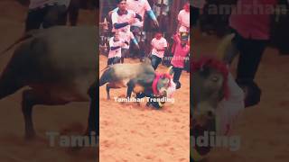 Butterfly 🦋Butterflytamil jallikattu thanjavur fun funny travel enjoy shorts love village [upl. by Yleen]