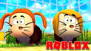 Roblox Molly And Daisy Are Guinea Pigs [upl. by Chavez811]