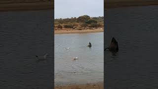 Onkaparinga river behind Jubilee Park Adelaide Australia riverside swans [upl. by Ahsiad]