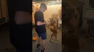 Scooby is dancing 🕺🏼 🐶 goldenretriever dogshorts vlog scoobydoo doglife [upl. by Ahseat]