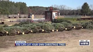 Williams Tree Farm shares tips on picking the best Christmas tree [upl. by Ume530]