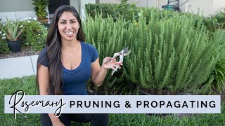 The Complete Guide to Pruning amp Propagating Rosemary [upl. by Carlstrom618]