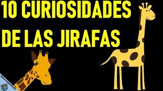 10 Datos Curiosos de las Jirafas [upl. by Allehcram]