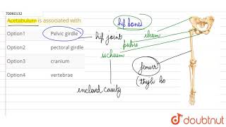 Acetabulum is associated with [upl. by Ilrebmyk]