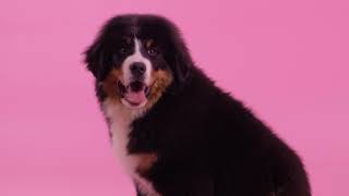 Berner Sennenhund Rasseportrait [upl. by Carmen]