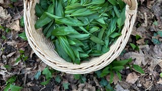 Fermented wild garlic recipe [upl. by Abigale]