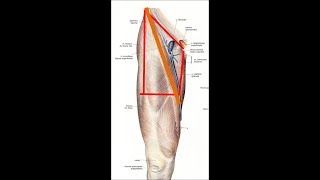 Anatomie de la région inguinale [upl. by Air]