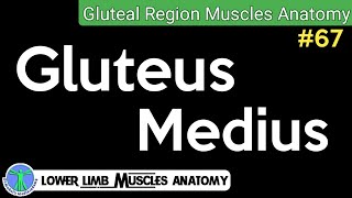 Gluteus Medius Muscle Anatomy Explained Origin insertion amp Action  67 [upl. by Oicneserc]