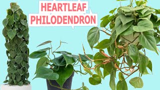 Heart leaf PHILODENDRON plant CARE PHILODENDRON CORDATUM [upl. by Zwart]