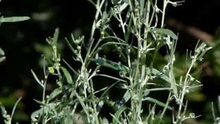 Poisonous Plants 121 Artemisia absinthium wormwood [upl. by Oicnerolf]