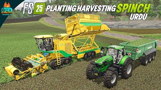 Planting amp Harvesting New Crop Spinach in Farming Simulator 25 [upl. by Aline]