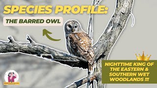 Species Profile Barred Owl [upl. by Avitzur]