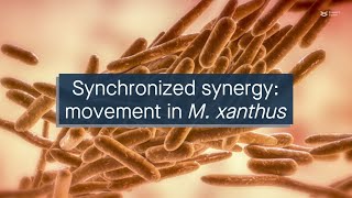 Synchronized synergy collective movement in Myxococcus xanthus [upl. by Anny]