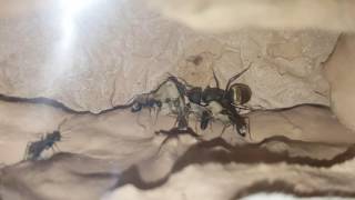 Camponotus chilensis Andes [upl. by Nawd]